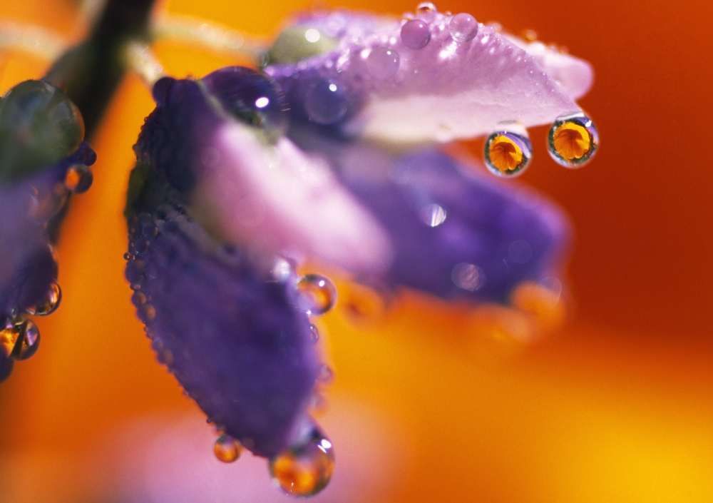 DPI1788367LARGE Reflection of Flower in Dew Drops Poster Print by Natural Selection Craig Tuttle, 36 x 24 - Large