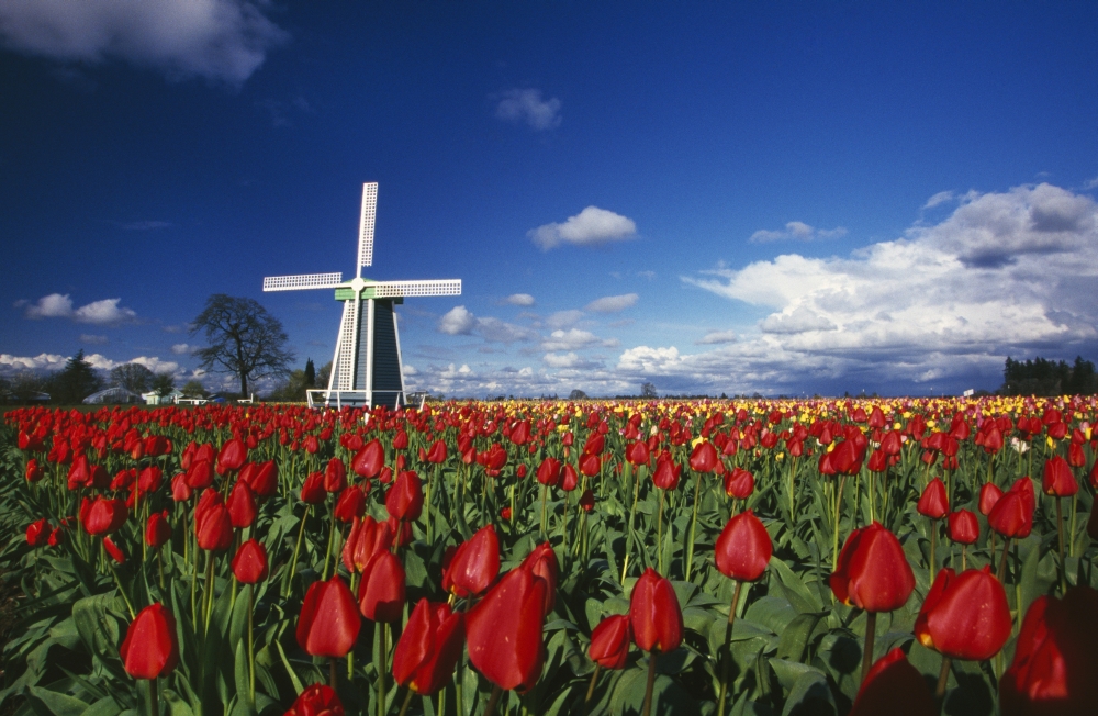 Tulip Field & Windmill Poster Print by Natural Selection Craig Tuttle - 18 x 12