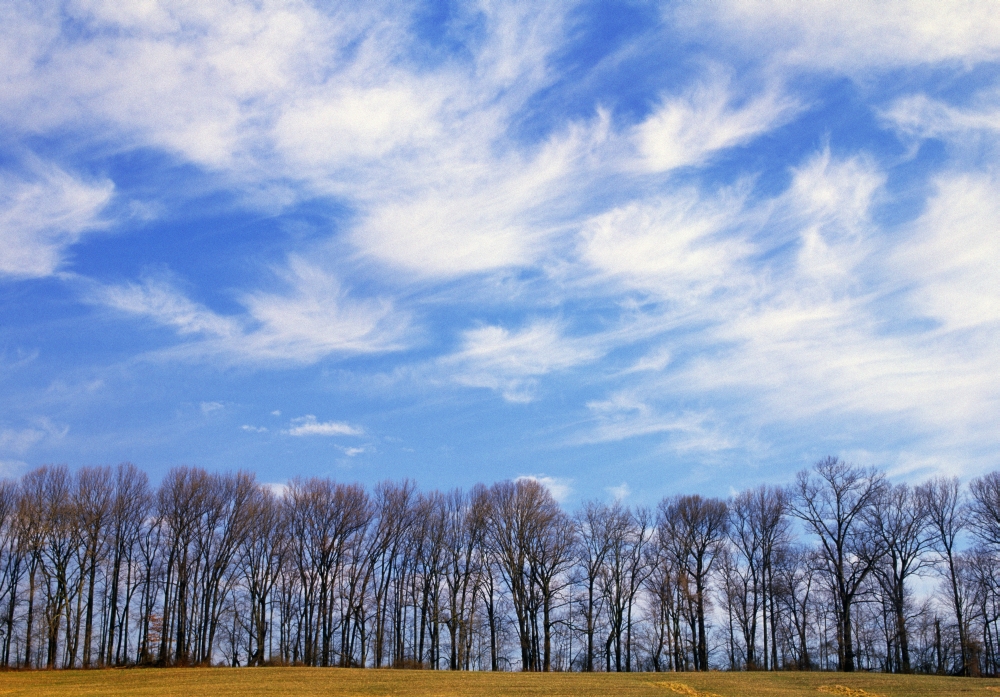 Trees & Clouds Poster Print by Natural Selection Tony Sweet - 18 x 12