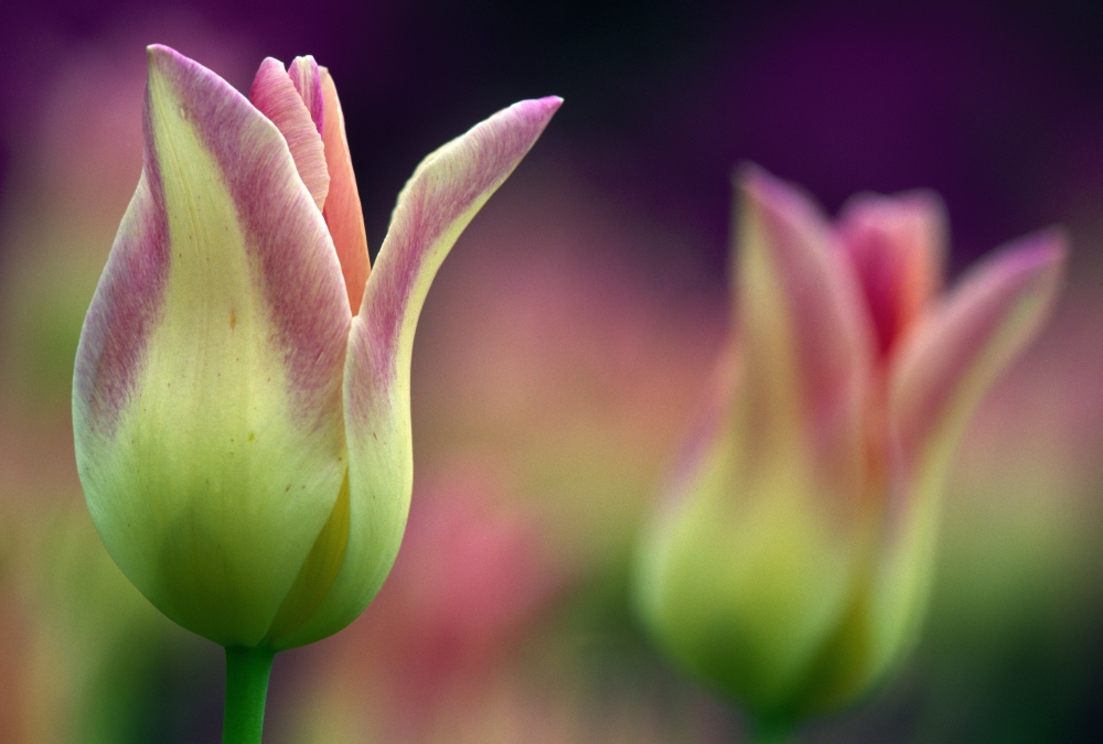 DPI1789573LARGE Two Magenta Tulips Opening Poster Print by Natural Selection Tony Sweet, 36 x 24 - Large