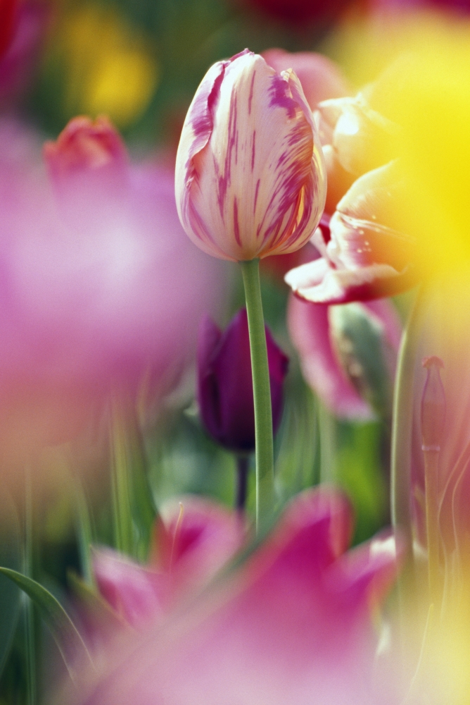 Tulip Flower Poster Print by Natural Selection Craig Tuttle, 24 x 36 - Large