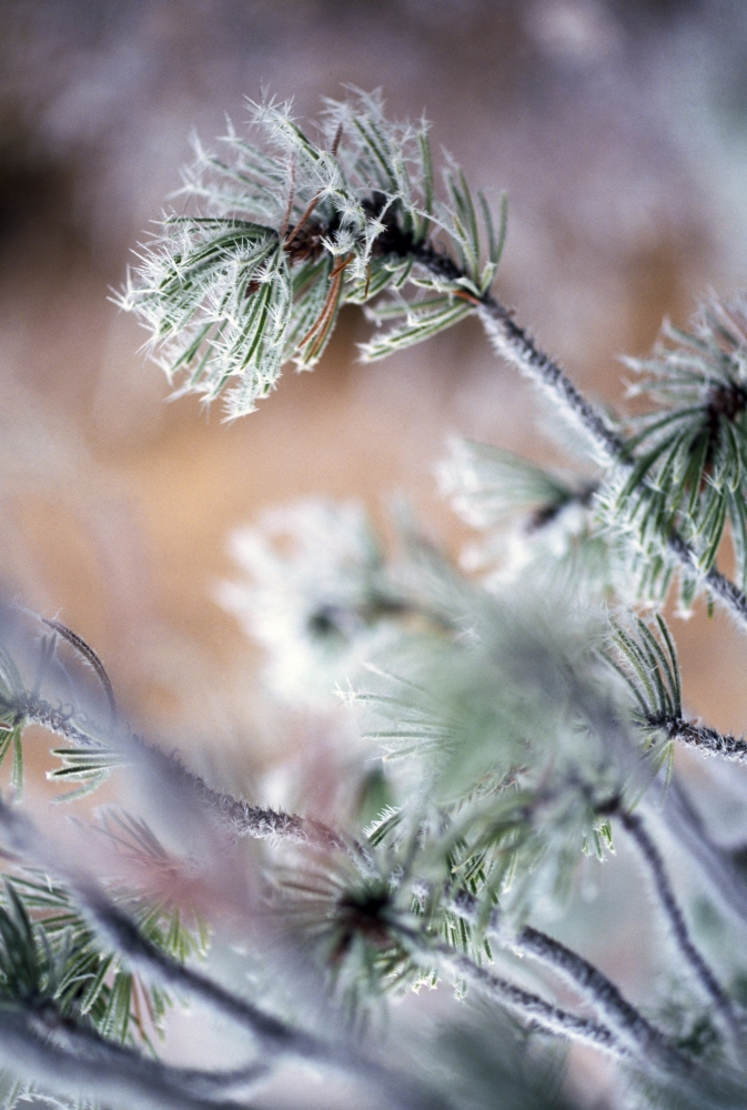 Frost On Pine Tree Branches Poster Print by Natural Selection Craig Tuttle, 12 x 18