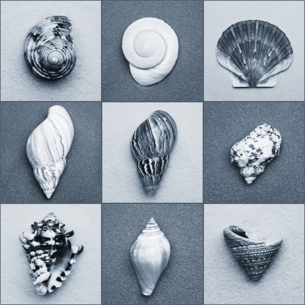 Seashell Composite Poster Print by Darren Greenwood, 24 x 24 - Large