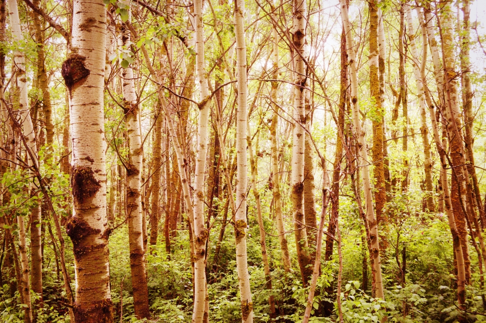 Tree Trunks Poster Print by Kristy-Anne Glubish, 34 x 22 - Large