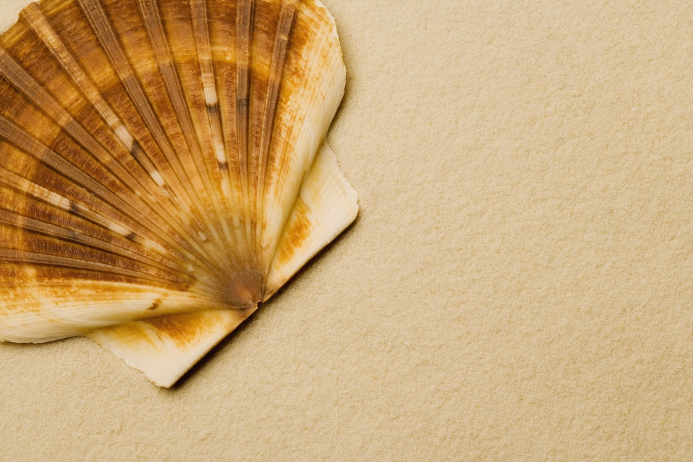 Seashell Poster Print by Darren Greenwood, 18 x 12