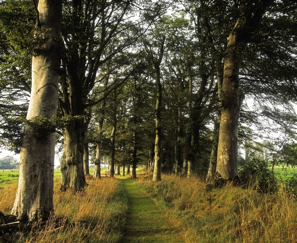DPI1798133 Larchill Arcadian Garden County Kildare Ireland - Pathway in Beech Tree Grove Poster Print by The Irish Image Collection, 15 x 13 -  Posterazzi