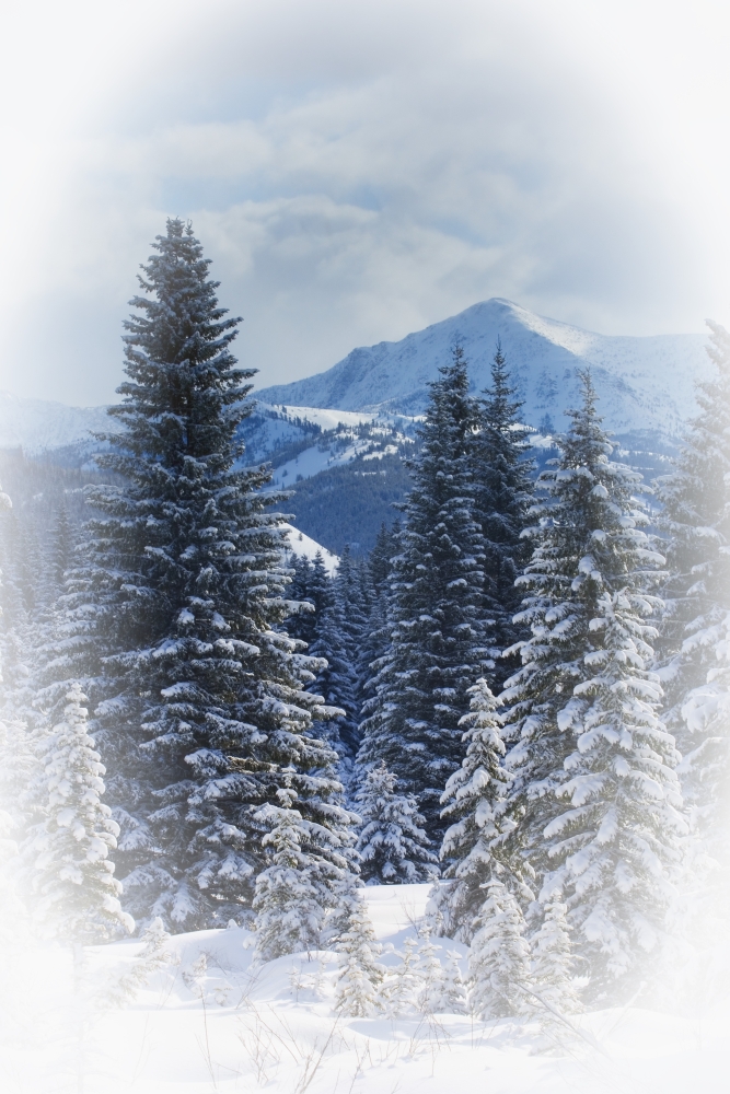 Forest in The Winter Poster Print by Carson Ganci, 22 x 34 - Large