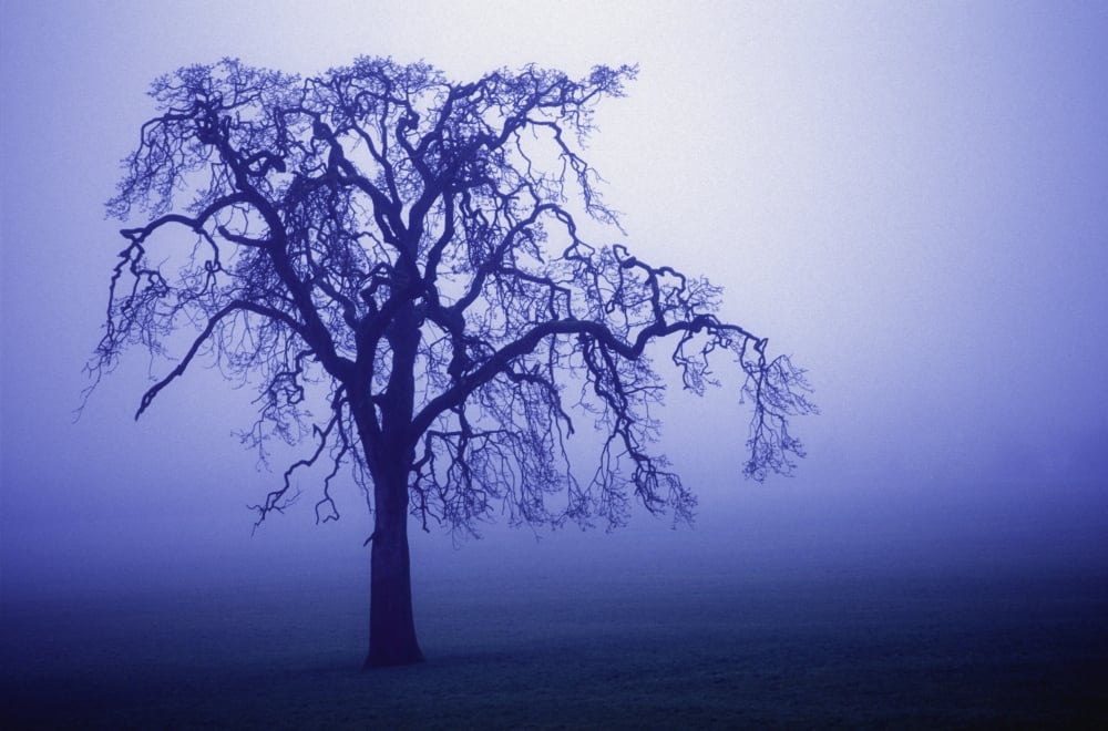 Tree Silhouette in Blue Fog Poster Print by Sean White - 17 x 11