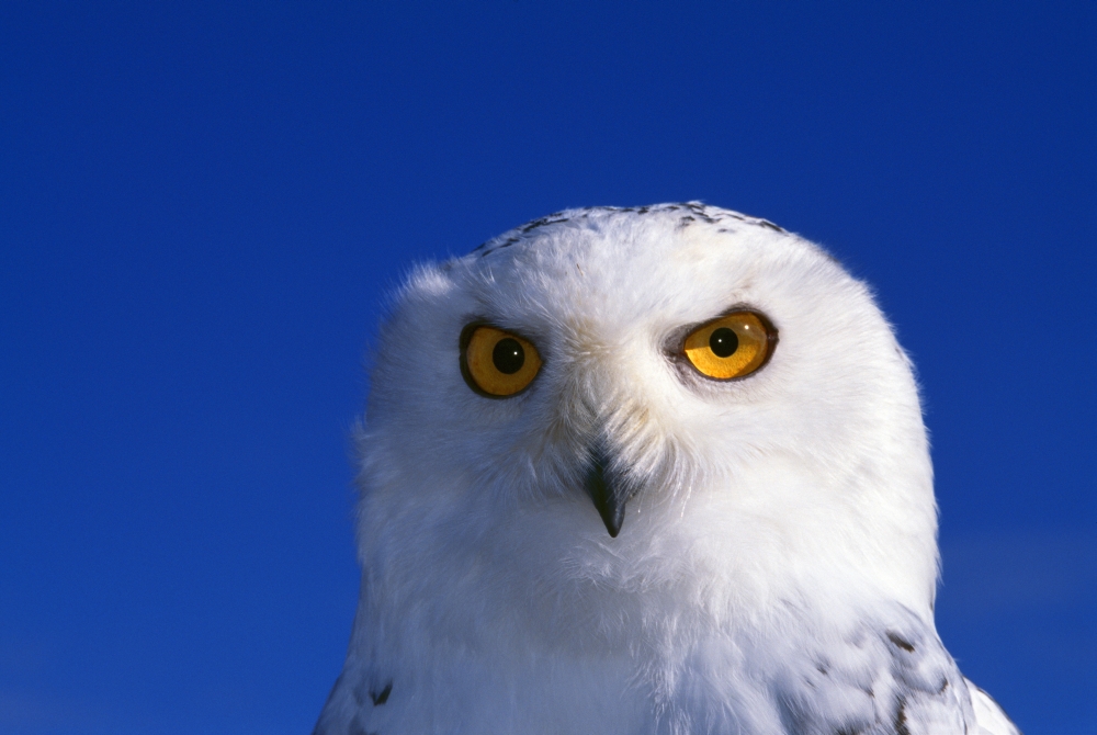 Snowy Owl Looking At Camera Stern Expression Poster Print - 36 x 24 - Large