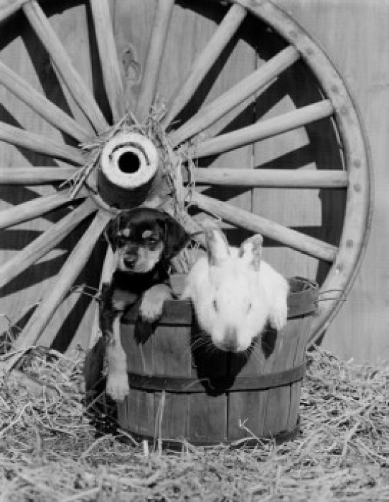 Rabbit & Puppy in Basket Poster Print - 18 x 24 in.