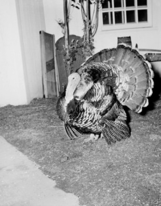 Turkey in Barn Poster Print - 18 x 24 in.