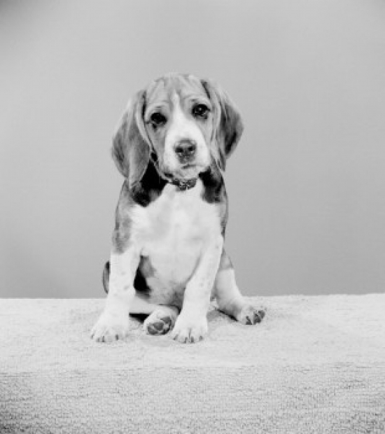 Studio Shot of Beagle Poster Print - 18 x 24 in.