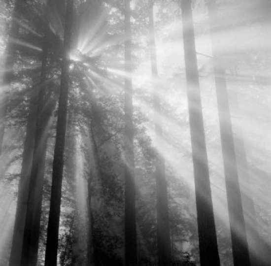 Sunlight Through Trees Poster Print - 18 x 24 in.