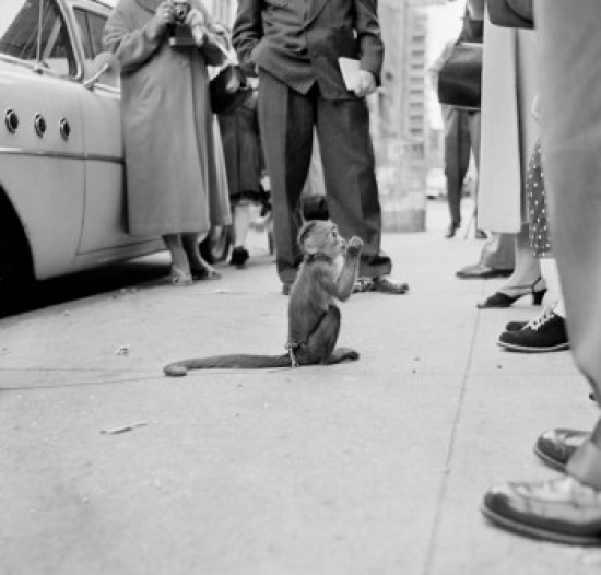 Street Performance Monkey Surrounded by People Poster Print - 18 x 24 in.