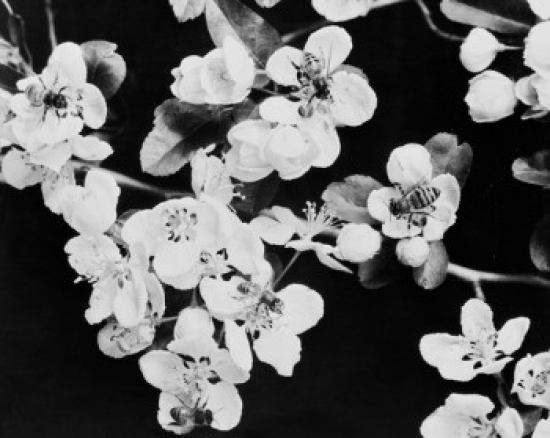Bees Gathering Nectar on Blossom Poster Print - 18 x 24 in.