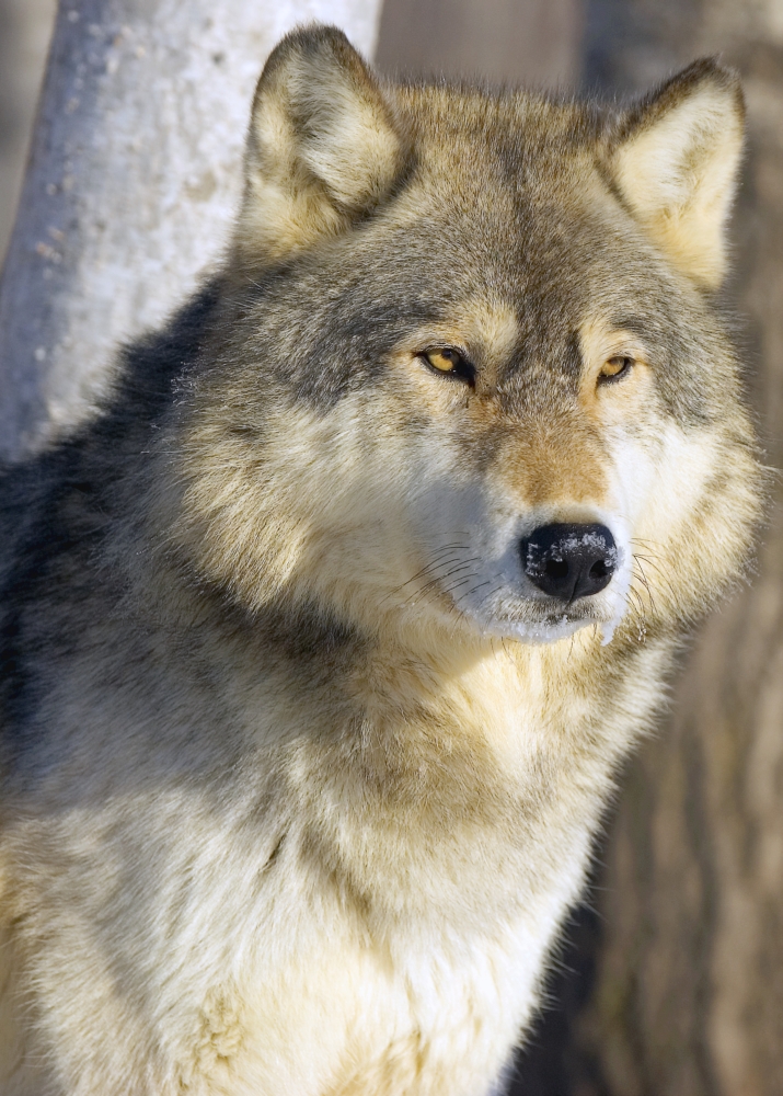 Timber Wolf Poster Print by John Pitcher - 12 x 16