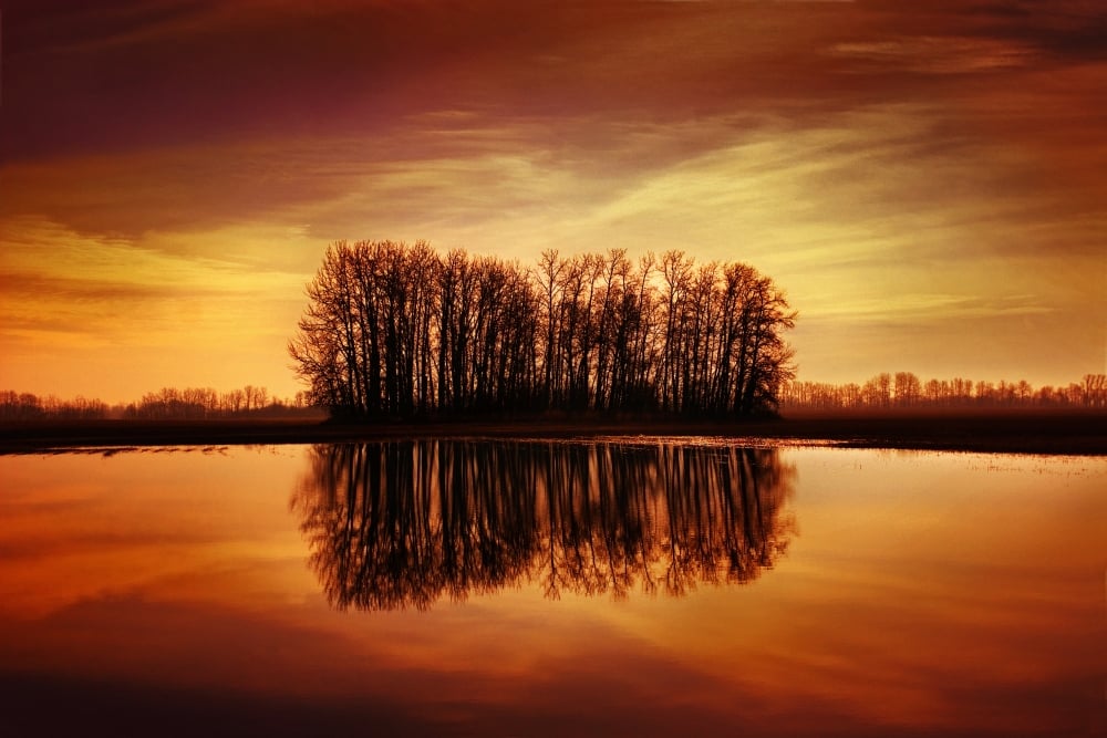 DPI1786495LARGE Silhouetted Trees Reflected On Water Poster Print by Don Hammond, 34 x 22 - Large