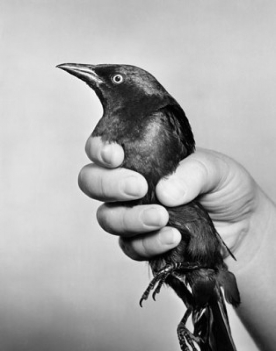 SAL25549843 Close-Up of a Persons Hand Holding a Bird Poster Print - 18 x 24 in -  Posterazzi