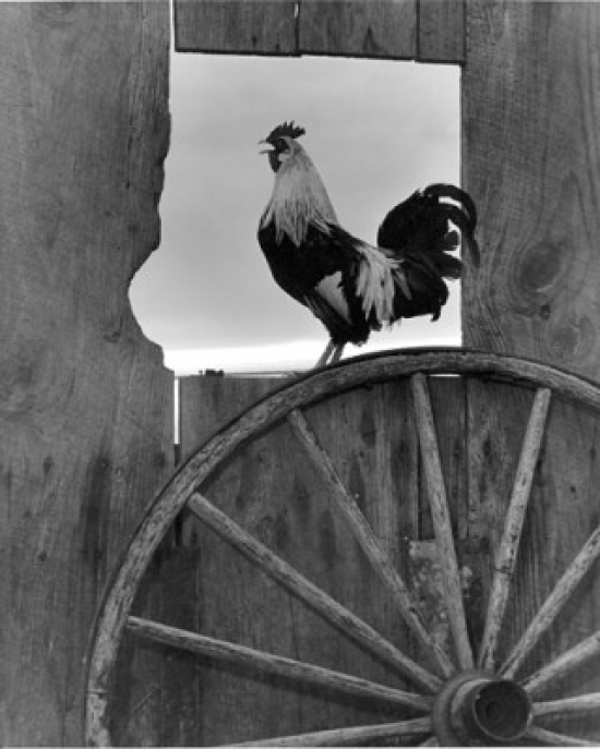 Side Profile of a Rooster Perching in a Window Poster Print - 18 x 24 in.