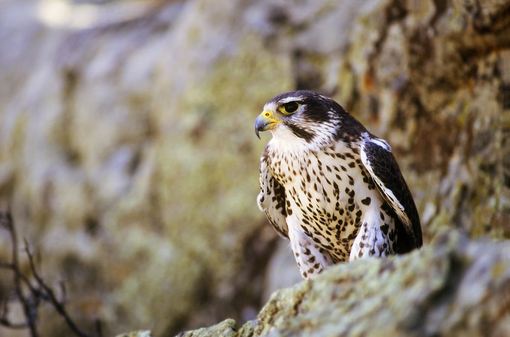Prairie Falcon On Rock Ledge Poster Print by John Pitcher, 17 x 11