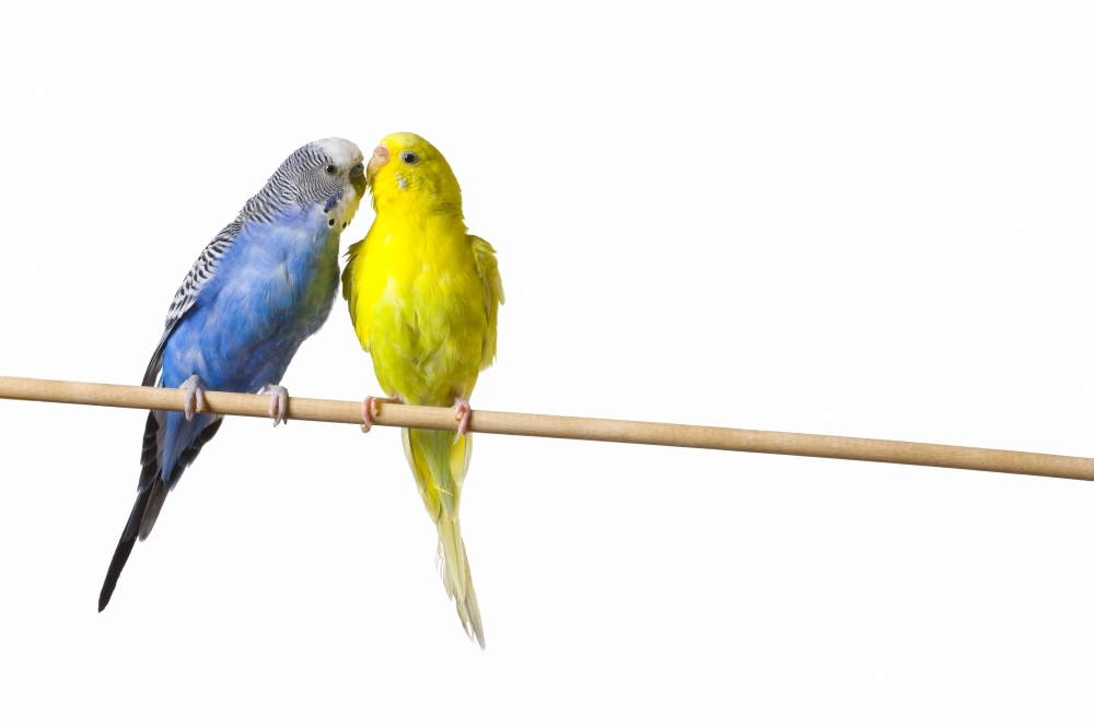 Two Budgies On A Perch Poster Print by Corey Hochachka - 17 x 11
