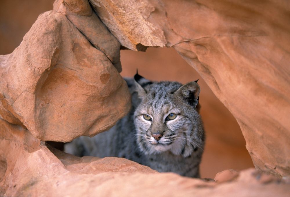 DPI1787531 Bobcat in Sandstone Formation Poster Print by Natural Selection David Ponton, 18 x 12