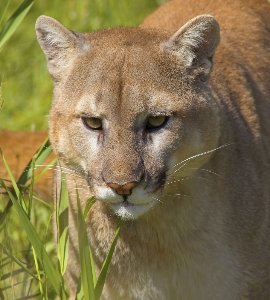 Cougar Poster Print by John Pitcher, 26 x 28 - Large