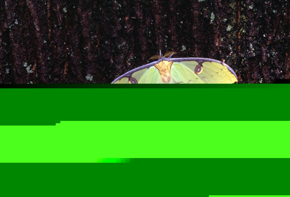 Unique Butterfly Resting On Tree Bark Poster Print by Natural Selection Jeff Lepore, 36 x 24 - Large