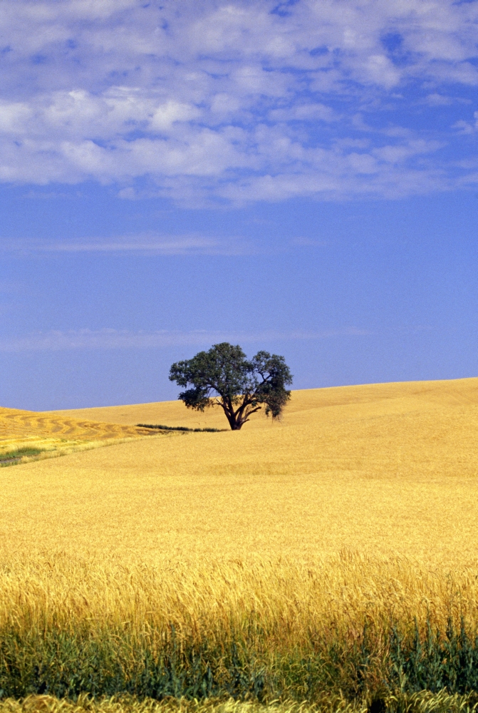 Oak Tree in Wheat Field Poster Print by Natural Selection Craig Tuttle - 12 x 18