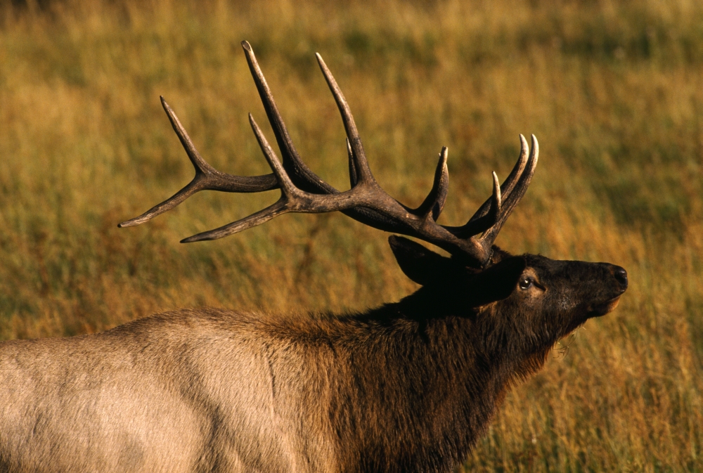 Bull Elk Poster Print by Natural Selection David Ponton, 18 x 12