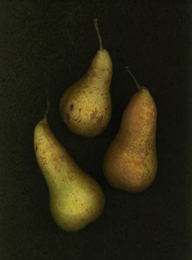 Three Golden Pears Poster Print by Deddeda - 12 x 16
