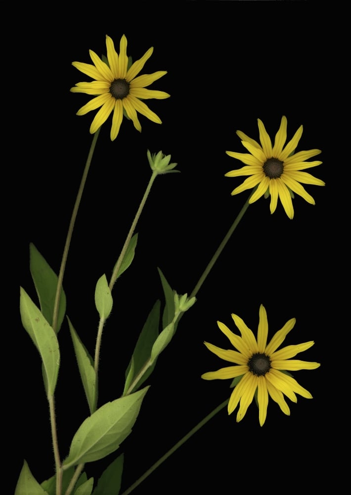Three Yellow Flowers Poster Print by Deddeda - 12 x 16