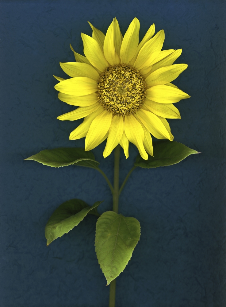 Sunflower Poster Print by Deddeda, 24 x 32 - Large