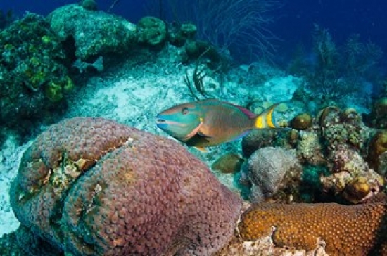 PDDCA09POX0085 Stoplight Parrotfish Bonaire Netherlands Antilles Poster Print by Pete Oxford - 36 x 24 in.