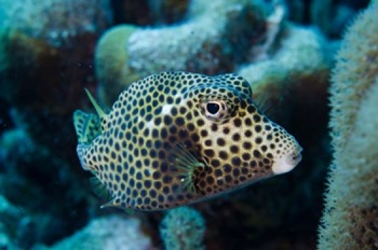 PDDCA09POX0148 Spotted Trunkfish Bonaire Netherlands Antilles Poster Print by Pete Oxford - 36 x 24 in.