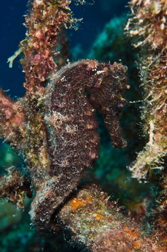 PDDCA09POX0170 Longsnout Seahorse Marine Life Netherlands Antilles Poster Print by Pete Oxford - 24 x 36 in.