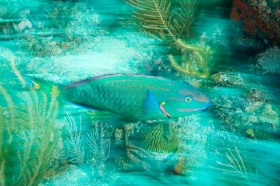 PDDCA10SWS0027 Stoplight Parrotfish Virgin Gorda Island British Virgin Islands Caribbean Poster Print by Stuart Westmorland