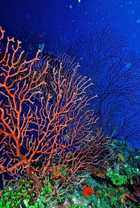 PDDCA25CBA0004 Underwater Bonaire Netherlands Antilles Poster Print by Connie Bransilver - 18 x 26 in.