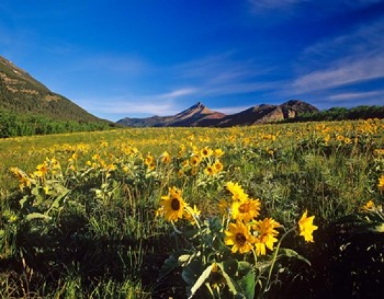 PDDCN01CHA0096 Arrowleaf Balsomroot Flowers Waterton Lakes Np Alberta Poster Print by Chuck Haney - 36 x 28 in.