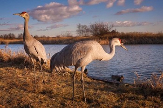Sandhill Cranes Migratory Bird Sanctuary British Columbia Canada Poster Print by Art Wolfe