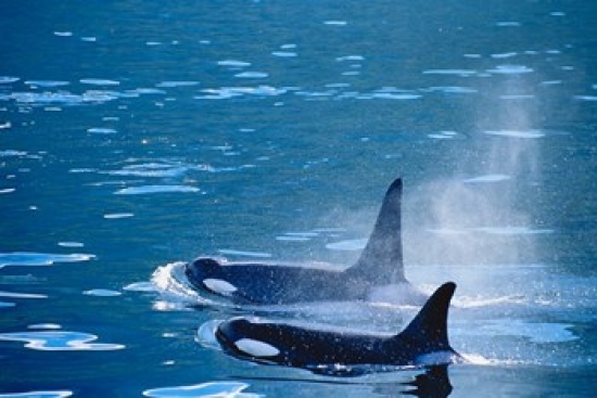 PDDCN02IHO0000 Killer Whales Feeding in Johnstone Strait British Columbia Canada Poster Print by Inger Hogstrom