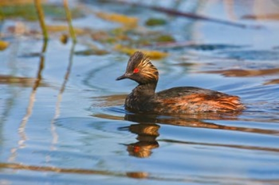 PDDCN02LDI0036 British Columbia Eared Grebe Bird in Marsh Poster Print by Larry Ditto - 26 x 18 in.