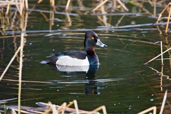 PDDCN02LDI0063 British Columbia Ring-Necked Duck in Marsh Poster Print by Larry Ditto - 26 x 18 in.