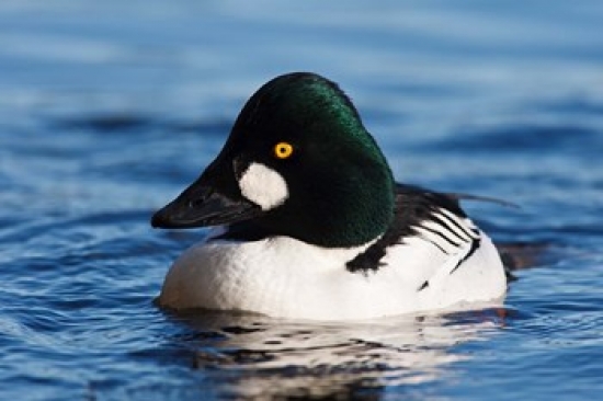 Common Goldeneye Drake Vancouver British Columbia Canada Poster Print by Rick a Brown - 20 x 13 in.