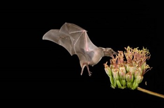 Lesser Long-Nosed Bat Poster Print by Rolf Nussbaumer - 35 x 23 in.