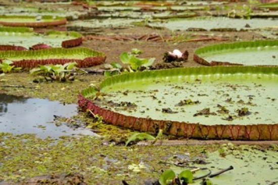 PDDSA04CMI0150 Brazil Amazon Valeria River Boca da Valeria Giant Amazon Lily Pads Poster Print by Cindy Miller Hopkins