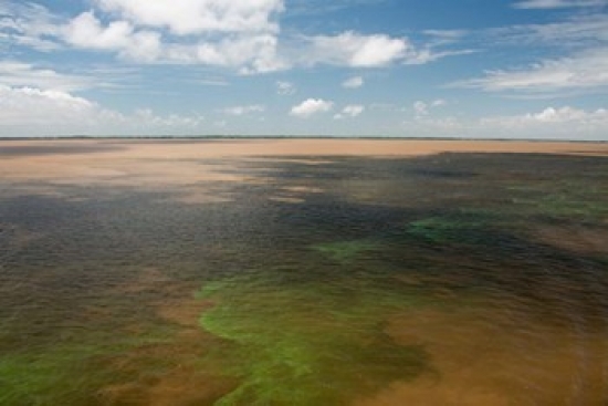 PDDSA04CMI0168 Brazil Amazon River Algae Bloom Poster Print by Cindy Miller Hopkins - 36 x 24 in.