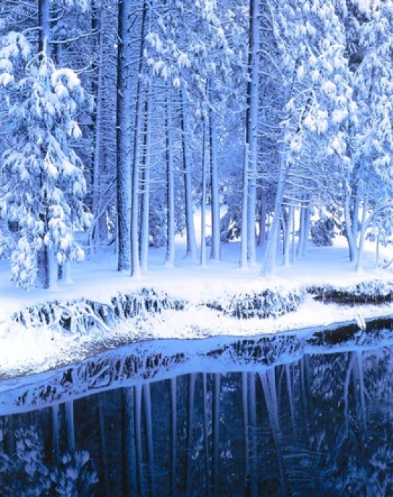 PDDUS05SSM0009 Winter Conifers Merced River Yosemite Valley Ca Poster Print by Scott T. Smith - 25 x 32 in.