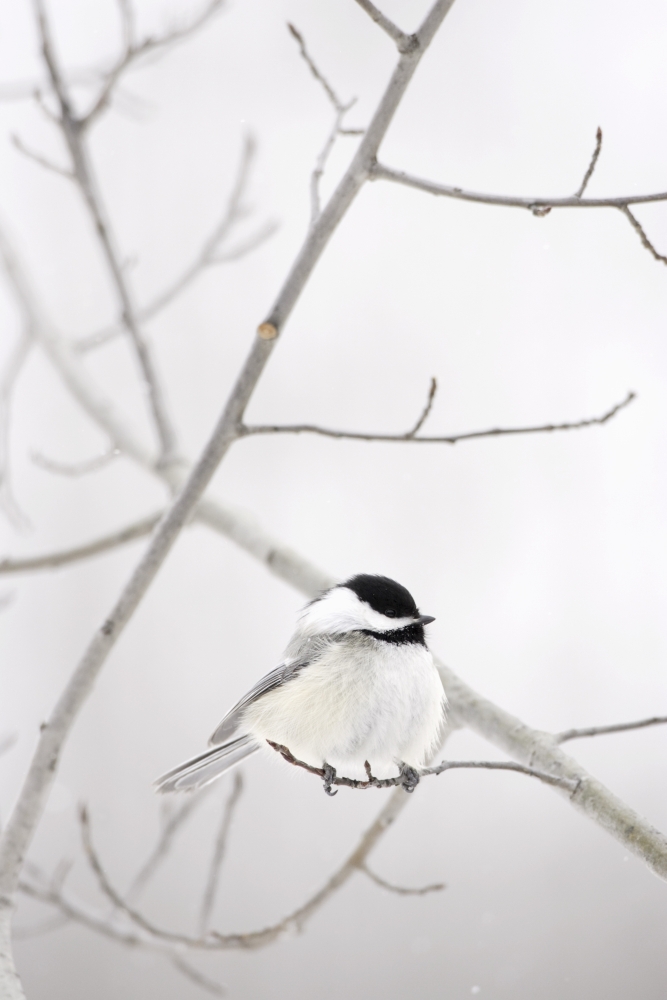 Bird On A Branch Poster Print by Richard Wear, 11 x 17