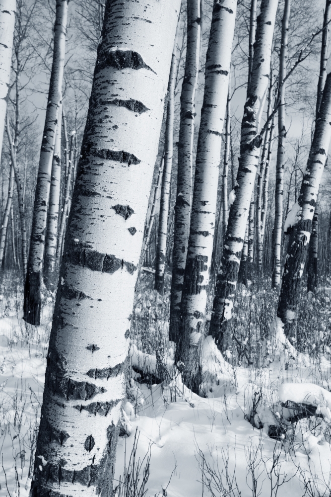 Winter Forest Poster Print by Richard Wear - 11 x 17